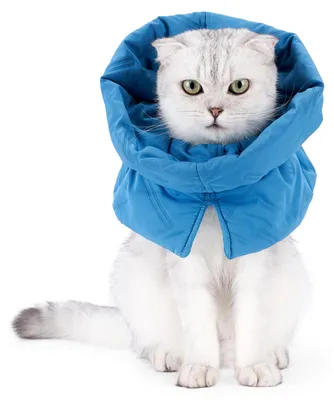 Produktbild von Kragen Für Katzen Zur Wundprophylaxe, 1 Stück, Weich Und Verstellbar, Elisabethkragen Für Katzen Nach Operation, Zum Verhindern Von Lecken Und Kratzen Bei Kätzchen Und Erwachsenen Katzen