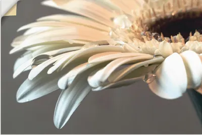 Produktbild von ARTland Wandbild, selbstklebend Blüte einer Gerbera Größe: 30x20 cm