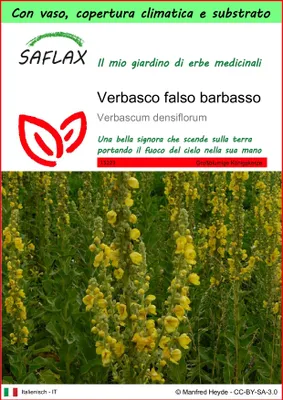 Immagine prodotto di SAFLAX Garden to go - Verbasco falso barbasso - 500 semi - Verbascum
