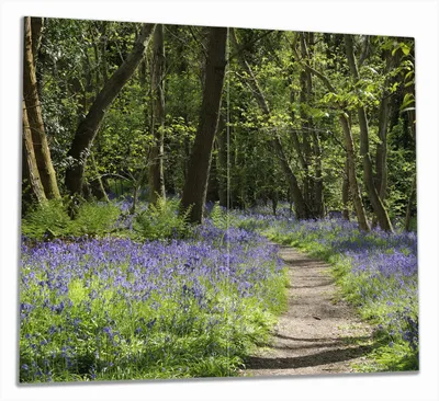 Produktbild von Wallario Herdabdeckplatte aus Glas, Größe 60 x 52 cm 2-teilig, Motiv Wiese voller blauer Hasenglöckchen im Wald