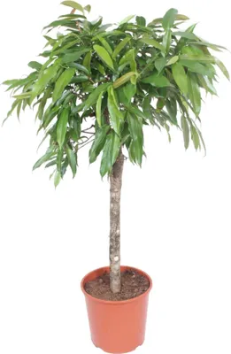 Immagine prodotto di Ficus Amstel King - 140 cm - Ø30