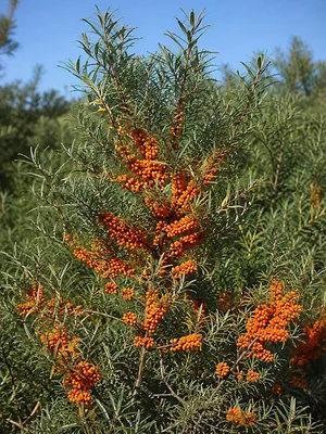 Produktbild von SaatPilot Hippophae rhamnoides 200 Samen Sanddorn
