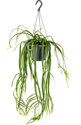 Produktbild von Bloomique - Lepismium Bolivianum - Zimmerpflanzen - Hängepflanzen - Sehr pflegeleicht - 20-30 cm Hoch - Hängetopf 17 cm