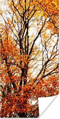 Produktbild von MuchoWow® Poster Wald - Herbst - Jahreszeiten 60x120 cm - Wandschmuck