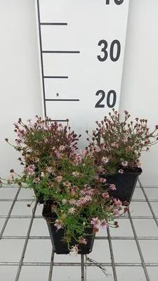 Productafbeelding van 6 x Aster ericoides 'Pink Cloud' - Herfstaster - Pot van 9 x 9 cm