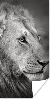 Produktbild von MuchoWow® Poster Löwe - Tiere - Porträt 20x40 cm - Plakat - Foto