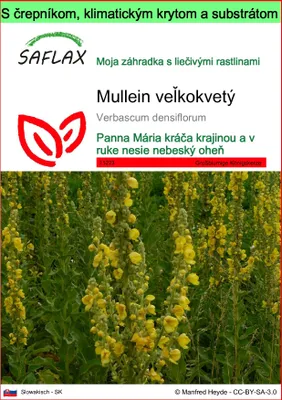 Obrázok produktu pre SAFLAX Garden to go - Mullein veľkokvetý - Verbascum densiflorum - 500 Semená - S črepníkom, klimatickým vekom a pestovateľským substrátom