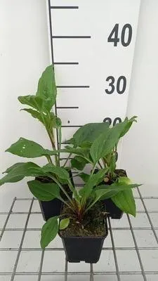 Zdjęcie produktu dla 6 x Echinacea purp. 'Hot Summer'® - Sonnenhut - Topf 9 x 9 cm