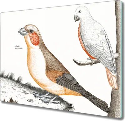 Produktbild von Coloray Hackbrett Küchenbrett Kochplattenabdeckung Schneidebrett Herdabdeckplatte 60x52 cm - Tiere Vögel