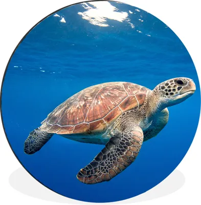 Produktbild von MuchoWow® Aluminium Wandkreis Schildkröte im Ozean Ø 60 cm Wanddeko Modern Wohnzimmer - Wand Kreis - Wandbild - Schlafzimmer - Aluminium Bild - Kinderzimmer - Wohnzimmer Dekoration - Wandschmuck