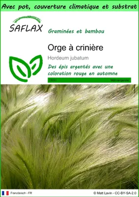 Image de SAFLAX Garden to go - Orge à crinière - 70 graines - Hordeum