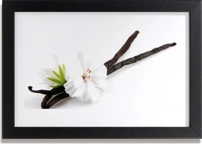 Produktbild von Bild 30x20 MDF-Rahmen Wandkunst Natur Blume Pflanze