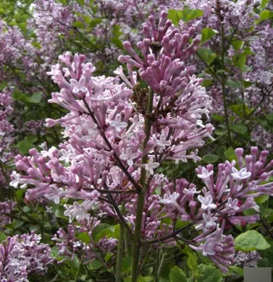 Produktbild von Zwerg-Duftflieder Palibin - Syringa meyeri - 40-50cm