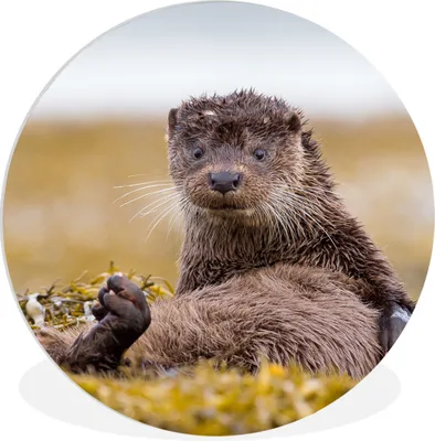 Produktbild von MuchoWow® Rundes Wandbild - Runde Bilder Schottische Otter Ø 60 cm Kreis Wanddekoration Kunststoff - Wandkreis - Wandschmuck - Wand Kreis - Das Schlafzimmer - Die Bilder - Wandmalerei - Kunst für das Haus - das Plastik