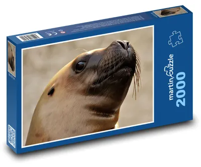 Produktbild von Puzzle 2000 Seelöwe am Meer - martinpuzzle