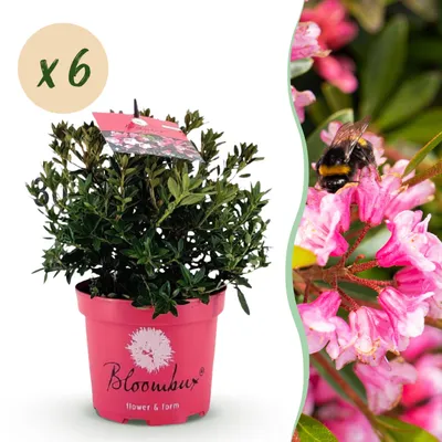 Immagine prodotto di Rododendro nano - Rhododendron Bloombux Magenta - Bosso da fiore - Bassa manutenzione - Fiore rosa - 6 piante - 30-40cm - Ø17cm - Pianta da giardino