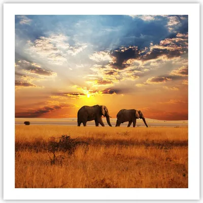 Produktbild von Poster - Poster ohne Rahmen - Elefanten Safari Dschungel Busch - 60x60 cm - Wand Bild - Wanddeko - Wandbilder - Kunstposter - Wandposter - Bilder - Kunstdruck - Wandbild - P2XAC60x60-3150
