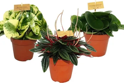Zdjęcie produktu dla Peperomia zestaw 3