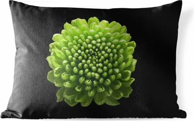 Produktbild von MuchoWow® Outdoor Kissen - Eine grüne Chrysanthemenblüte auf schwarzem Hintergrund - 60x40 cm - Wetterfest - Lounge Kissen - Zierkissen - Kissen für Innenräume