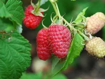Obrázok produktu pre Rubus id. 'Meeker' - malina 'Meeker' | 25 cm v kvetináči
