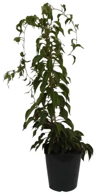 Produktbild von Issai kräftige Kiwipflanze Actinidia arguta selbstfruchtbar stachelbeergroß 60-100 cm 3-5 Liter Topf