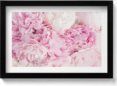 Produktbild von Zarte Pfingstrosenblüten– Wandbild mit Rahmen – Gerahmtes Bild  – Wanddekoration – 30x20 cm –  Schwarz Rahmen