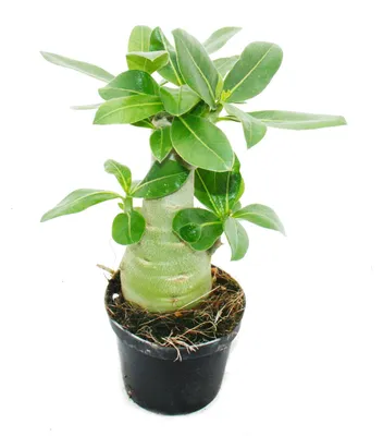 Produktbild von Kleine Wüstenrose, Adenium, Überraschungsfarbe, 9-cm-Topf