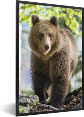 Produktbild von MuchoWow® MuchoWow® Gerahmtes Poster Bär - Braun - Wald 20x30 cm - Poster mit zchwarzem Bilderrahmen - Drucken - Bilder Poster im Rahmen