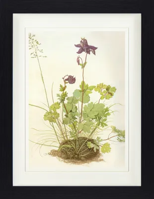 Zdjęcie produktu dla Albrecht Dürer Oprawiony obraz z eleganckim passe-partout | Obrazy ścienne | W ramie obrazu - Columbine, 1520 (40 x 30 cm)