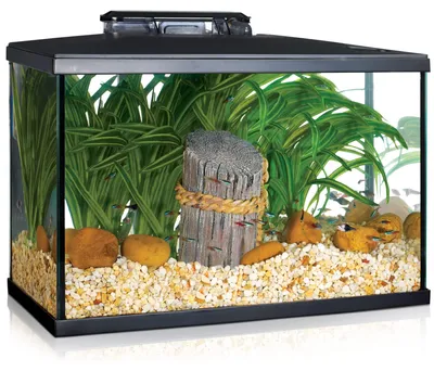 LED-Aquariumset, 19 l, mit Innenfilter und Licht