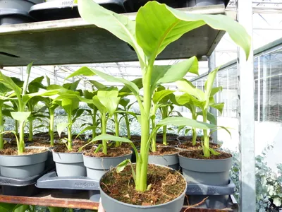 Produktbild von Bananenstaude Musa Basjoo 60 - 80 cm winterhart Staude japanische Faserbanane