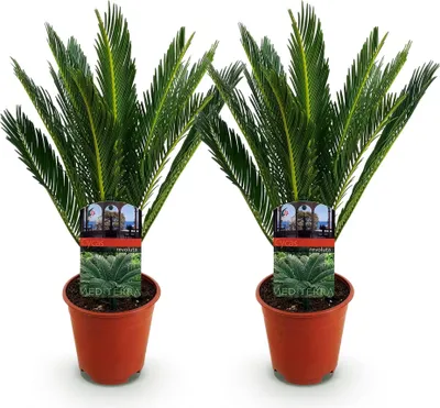 Obrázek produktu pro Cycas revoluta - cykas - 2 rostliny - 45cm - 14cm - nenárocná pokojová rostlina