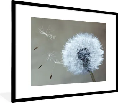 Produktbild von MuchoWow® Gerahmtes Poster Löwenzahn - Blume - Pflanze 80x60 cm - Poster mit Schwarzem Bilderrahmen Wandposter Rahmen Foto Bilder - Schlafzimmer-Dekorationen - Fotoposter