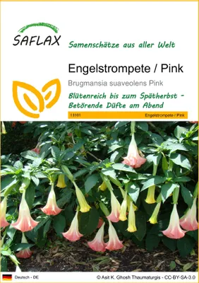 Produktbild von SAFLAX - Engelstrompete / Pink - Brugmansia suaveolens Pink - 10 Samen