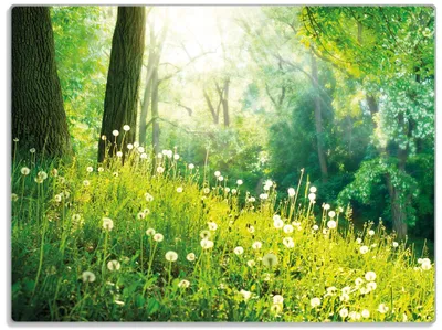 Produktbild von Wallario Glasunterlage, Schneidebrett aus Glas, Größe 30 x 40 cm, Motiv Pusteblumen im Wald mit einfallenden Sonnenstrahlen