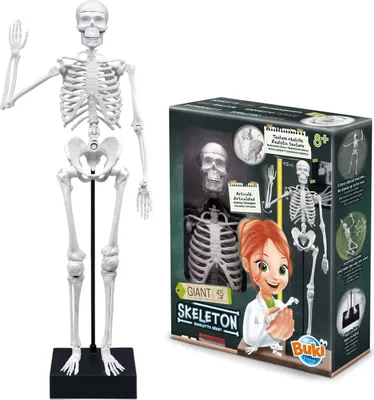 Produktbild von Buki 2180, Experimentier-Set, Anatomie, 8 Jahr(e), Mehrfarbig