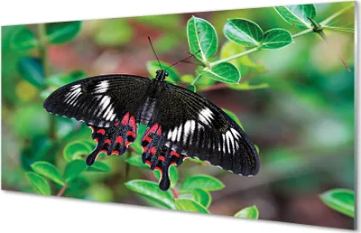 Produktbild von Glasbilder 140x70 Wandkunst Blätter bunter Schmetterling