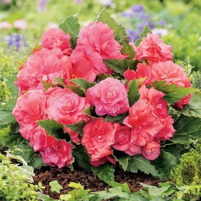 Immagine prodotto di Begonia Non-Stop Niska Pink Rosa 1 pz begonie piantine piantina bulbo