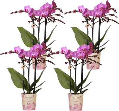 Immagine prodotto di Orchidee Kolibri | OFFERTA COMBINATA con 4 orchidee Phalaenopsis - Vienna - Dimensioni vaso Ø9cm | Pianta da appartamento fiorita - Fresca di coltivazione