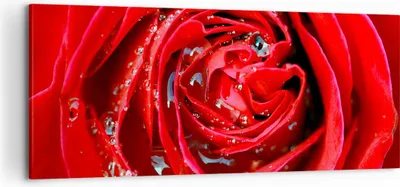 Produktbild von Bild auf Leinwand - Leinwandbild - Rose Blume Blütenblätter Tau - 100x40cm - Wand Bild - Wanddeko - Leinwanddruck - Bilder - Kunstdruck - Wanddekoration - Leinwand bilder - Wandkunst - AB100x40-1518