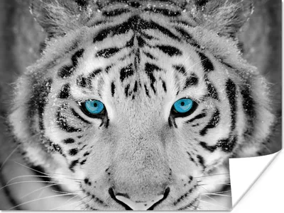 Produktbild von MuchoWow® Poster Tiger - Winter - Tiere 160x120 cm - Foto Plakat