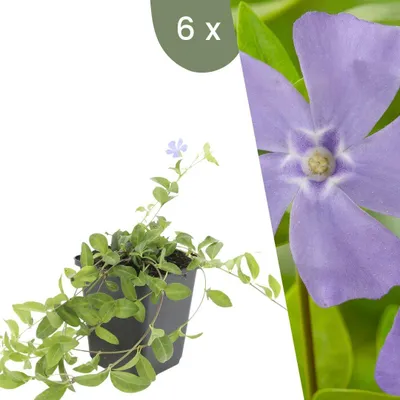Image de Plants by Frank | 6 Plantes de pervenche | Vinca minor | Couvre-sol rustique | Vivaces rustiques | Plantes de jardin