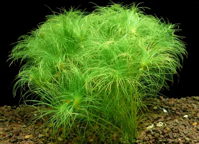 Produktbild von 5 Bund Eriocaulon setaceum 'mini'