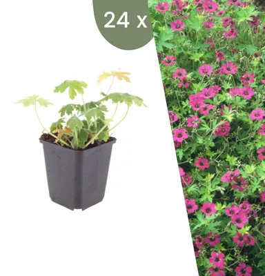 Productafbeelding van Planten van Frank | 24 Balkan-snavelwort 'Bevan's Variety' planten | Geranium macrorrhizum 'Bevan's Variety' | Bodembedekker | Winterhard | Meerjarig | Tuinplanten