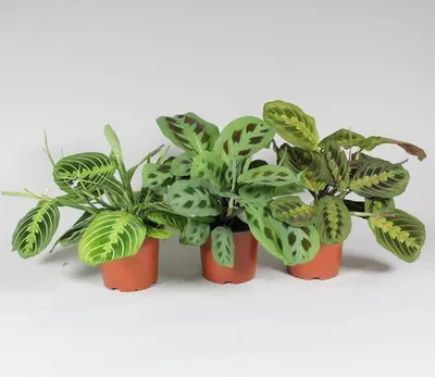 Zdjęcie produktu dla Maranta Leuconeura „Fascinator Mix” - 3 odmiany, roslina doniczkowa, latwa w