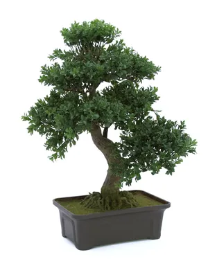 Produktbild von EUROPALMS Buchsbonsai, Kunstpflanze, 61 cm