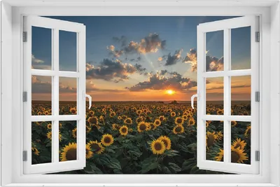Produktbild von Wallario Wandbild mit Fenster-Illusion: Sonnenblumenwiese vor Wolken mit Sonnenuntergang, Größe: 61 x 91,5 cm, Poster mit rahmenlosen Bildhalter