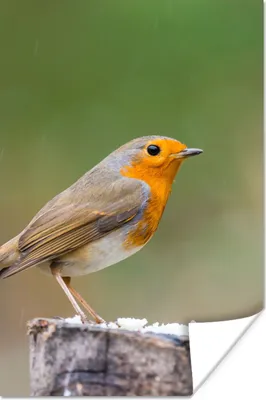 Produktbild von MuchoWow® Poster Tiere - Vogel - Rotkehlchen 120x180 cm - Kunstposter