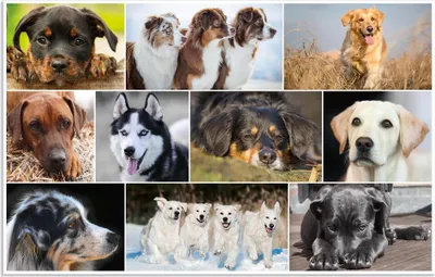 Produktbild von Pbs Deutschland Schr.unterl.hunde 55X35Cm Herma 55X35Cm Herma