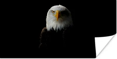 Produktbild von MuchoWow® Poster Ein Porträt eines Weißkopfseeadlers 40x20 cm - Poster für die Wand - Poster Schlafzimmer